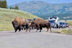 Wyoming Bison crossing street in front of traffic