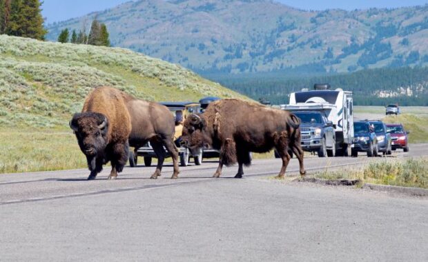 Wyoming Bison crossing street in front of traffic